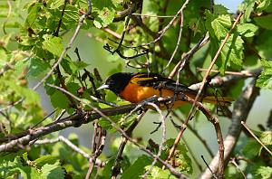 005 Oriole, Baltimore, 2023-05191558 Parker River NWR, MA